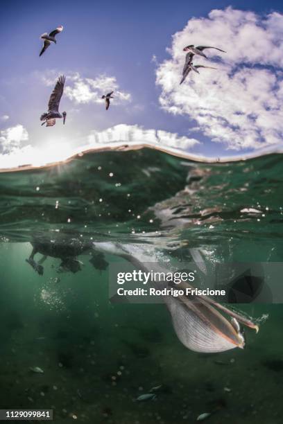 flocks of brown pelicans feeding on fisherman's scraps - baja california peninsula stock pictures, royalty-free photos & images