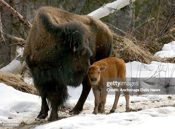 Bison Rnach Bison Ranch Photos and Premium High Res Pictures - Getty Images