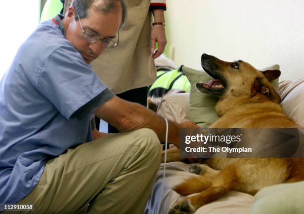Veterinarian Gregg Bennett uses laser therapy on Cookie, a German shepherd mix, at the Four Paws Animal Rehabilitation clinic in Tumwater,...