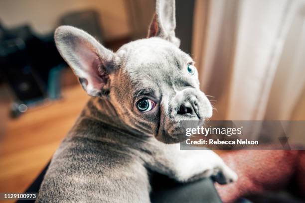 french bulldog puppy looking back from owner's lap, personal perspective portrait - bulldog francés fotografías e imágenes de stock