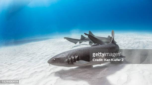 nurse shark, alice town, bimini, bahamas - nurse shark stockfoto's en -beelden