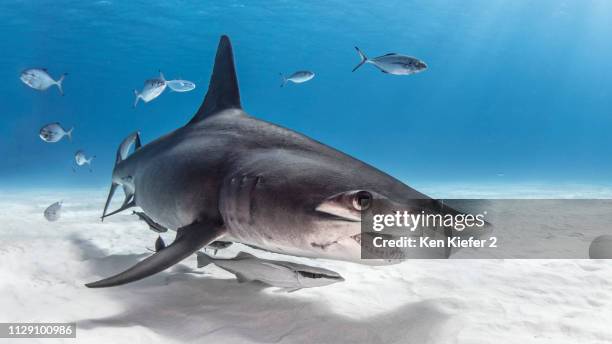 great hammerhead shark in shoal of fish, alice town, bimini, bahamas - bimini photos et images de collection