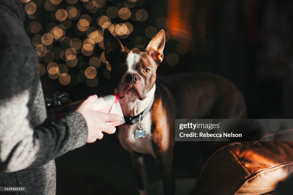 Boy giving Boston Terrier pet dog Christmas gift