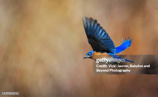 bluebird in flight against soft golden background - schnabel stock-fotos und bilder