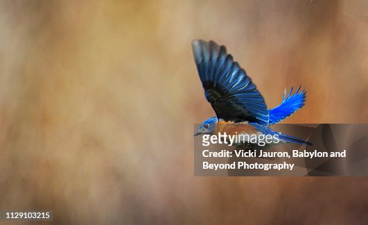 14,309 Blue Bird Photos and Premium High Res Pictures - Getty Images
