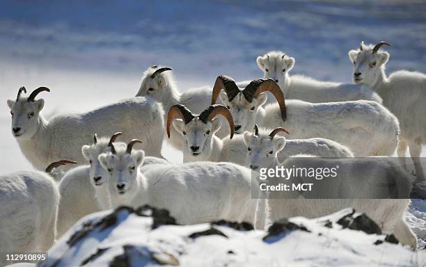 Dall sheep cluster together as they keep an eye on their surroundings on a lower portion of a Chugach State Park mountainside along Turnagain Arm...