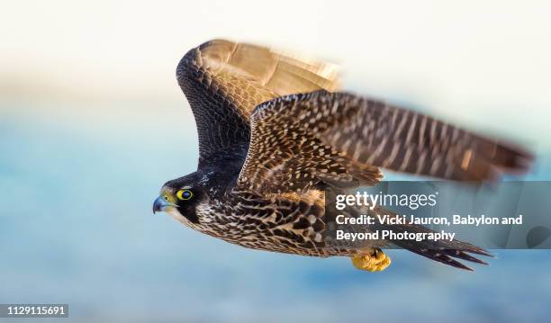 young peregrine falcon amazing flight shot at jones beach - peregrine falcon stock-fotos und bilder