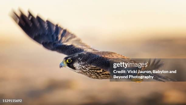 young peregrine falcon in flight with wings blurred - peregrine falcon stock-fotos und bilder