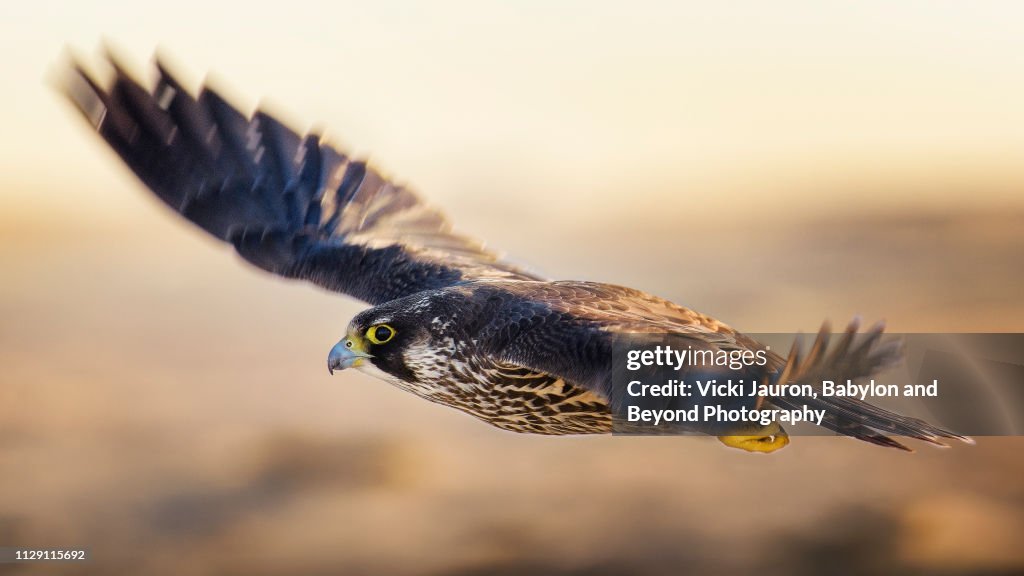 Young Peregrine Falcon in Flight with Wings Blurred