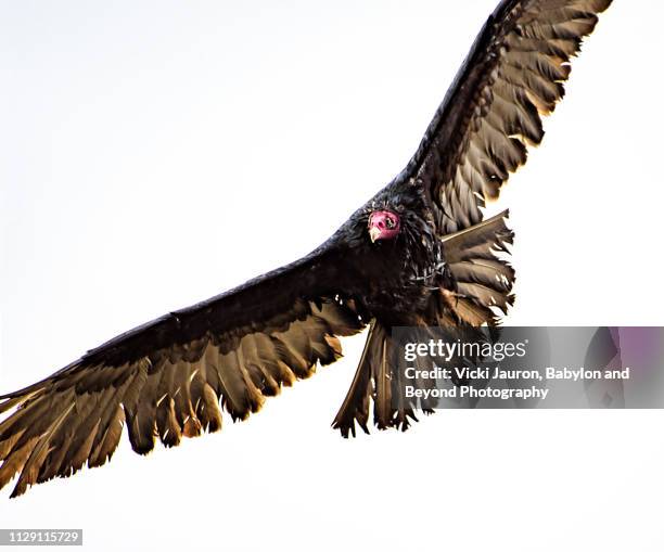 ragged looking turkey vulture in flight in pennsylvania - turkey vulture stock pictures, royalty-free photos & images