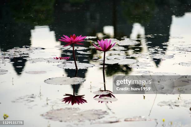 water lily and reflection of angkor wat - アンコールワット stock pictures, royalty-free photos & images