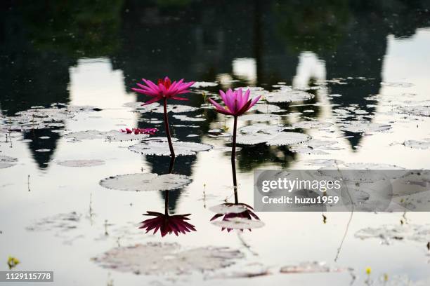 water lily and reflection of angkor wat - シルエット - fotografias e filmes do acervo