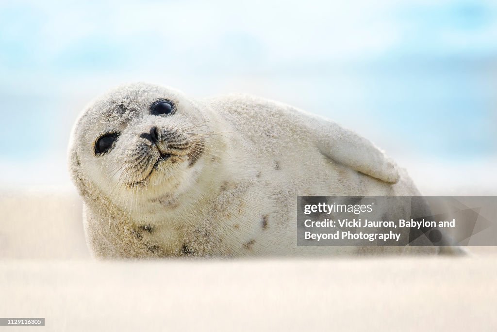 Harp Seal Looking at the Camera at Jones Beach, Long Island