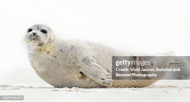 harp seal posing at jones beach, long island - new york state seal stock pictures, royalty-free photos & images