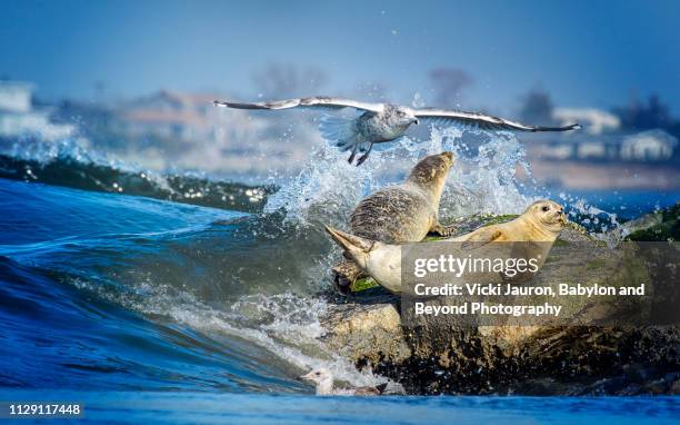 wave washing over seals at robert moses state park, long island - knubbsäl bildbanksfoton och bilder
