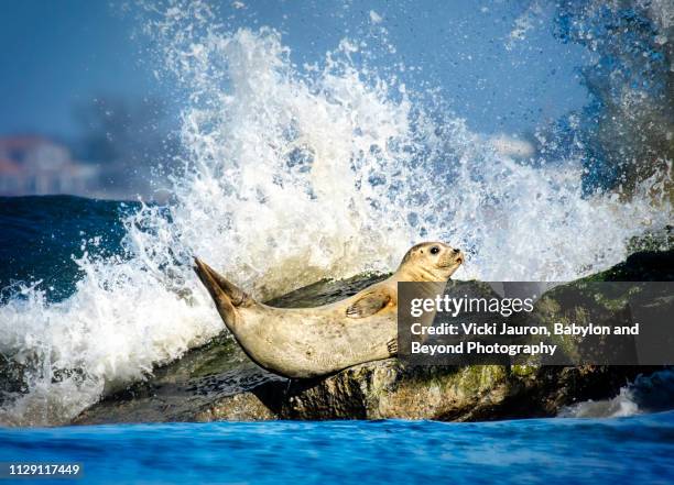 wave washing over seal at robert moses state park, long island - knubbsäl bildbanksfoton och bilder