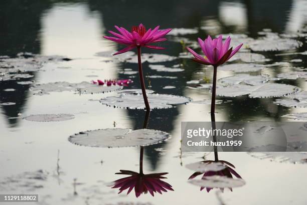 water lily and reflection of angkor wat - 記念建造物 個照片及圖片檔
