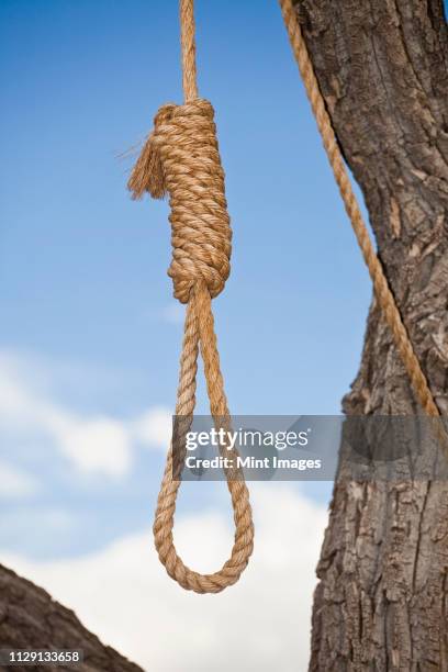 hangman's noose in a tree - galgenschlinge stock-fotos und bilder