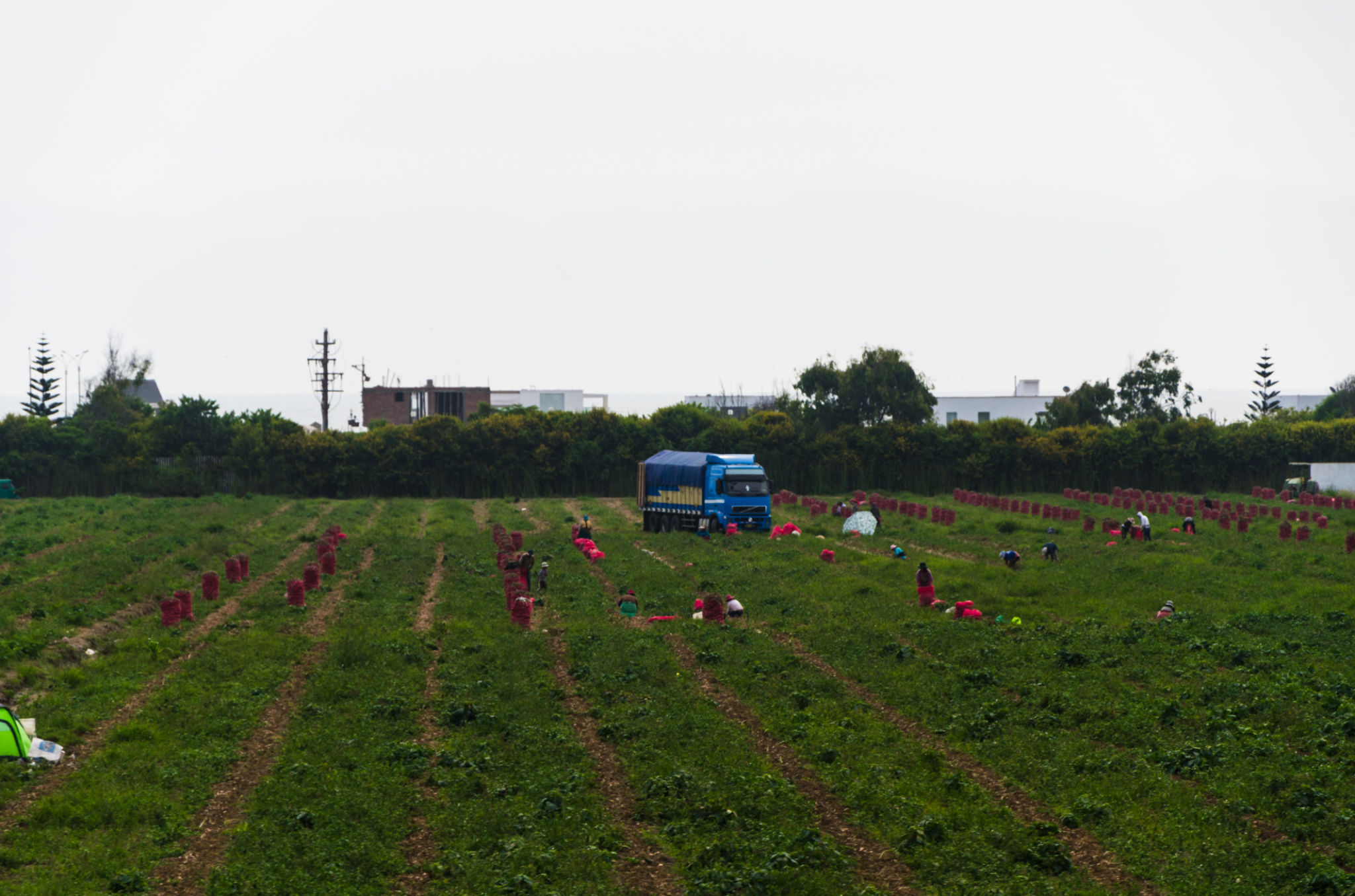 peruvian fruit farms