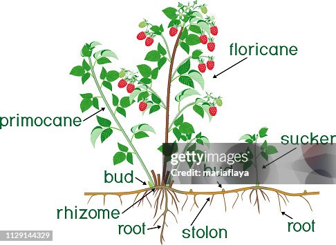 Raspberry Root Structure Parts Of Plant Morphology Of Raspberry Shrub With Berries Green Leaves ...