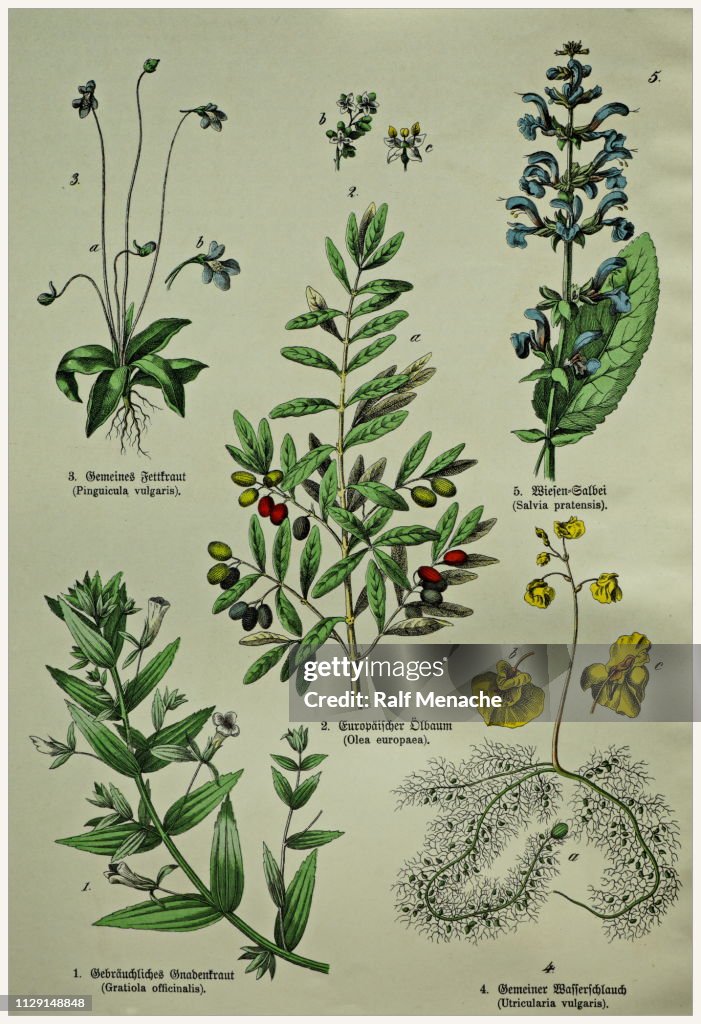 Victorian style botanical lithographs with corresponding caption in Latin and old German script. Munich 1880-1889, Germany.