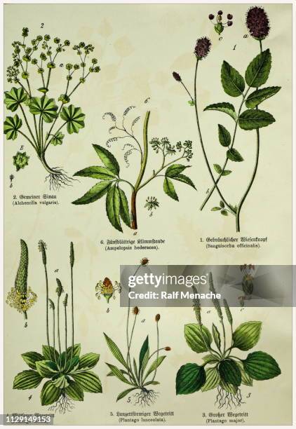 victorian style botanical lithographs with corresponding caption in latin and old german script. munich 1880-1889, germany. - plantago major stock illustrations
