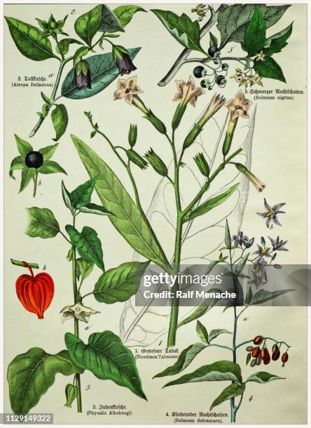 victorian style botanical lithographs with corresponding caption in latin and old german script. munich 1880-1889, germany. - nicotiana tabacum stock illustrations