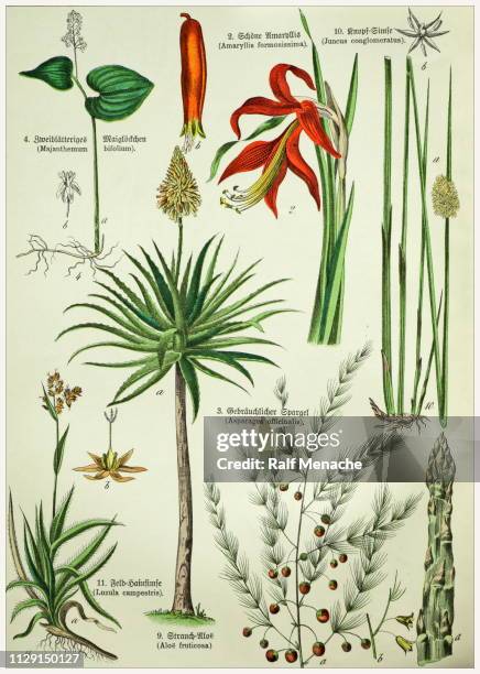 victorian style botanical lithographs with corresponding caption in latin and old german script. munich 1880-1889, germany. - lilium martagon stock illustrations