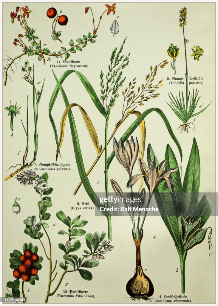 Victorian style botanical lithographs with corresponding caption in Latin and old German script. Munich 1880-1889, Germany.