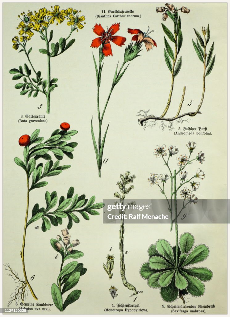 Victorian style botanical lithographs with corresponding caption in Latin and old German script. Munich 1880-1889, Germany.