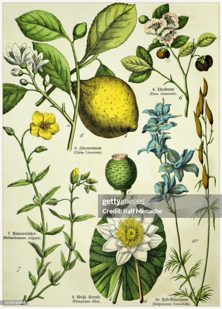 Victorian style botanical lithographs with corresponding caption in Latin and old German script. Munich 1880-1889, Germany.