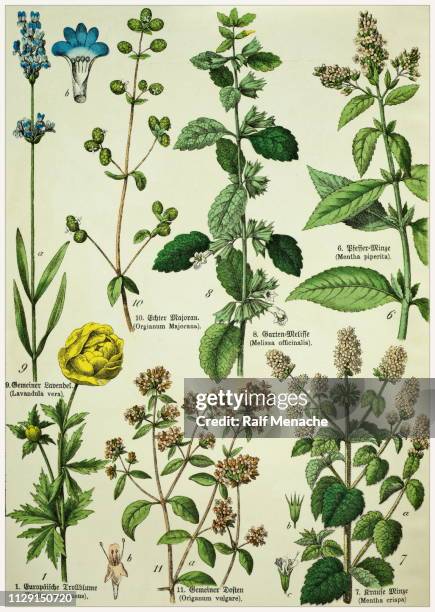 victorian style botanical lithographs with corresponding caption in latin and old german script. munich 1880-1889, germany. - origanum majorana stock illustrations