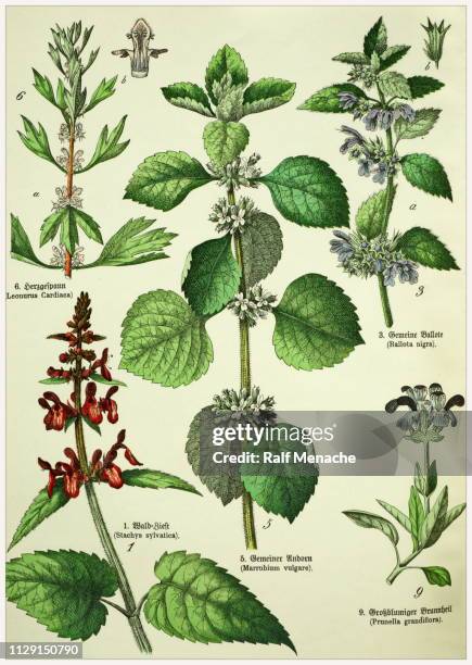 victorian style botanical lithographs with corresponding caption in latin and old german script. munich 1880-1889, germany. - mint stock illustrations
