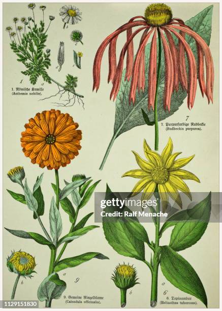 ilustraciones, imágenes clip art, dibujos animados e iconos de stock de litografías botánicas de estilo victoriano con la correspondiente leyenda en latin y antigua escritura alemana. 1880-1889, de múnich. - enciclopedia