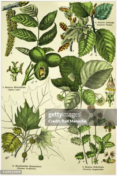 victorian style botanical lithographs with corresponding caption in latin and old german script. munich 1880-1889, germany. - beech tree stock illustrations