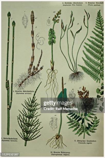 victorian style botanical lithographs with corresponding caption in latin and old german script. munich 1880-1889, germany. - encyclopedia stock illustrations