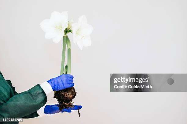 630点のアマリリス 白のストックフォト Getty Images 630点のアマリリス 白のストックフォト Getty Images