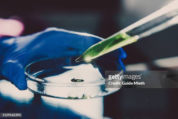 pipette adding a solution during an experiment in the laboratory. - microbiología fotografías e imágenes de stock