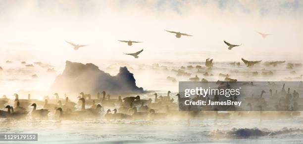 geese flying and swimming in steaming lake, subzero winter. - geese flying stock pictures, royalty-free photos & images