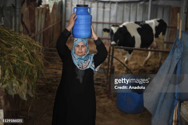 Palestinian Tagrid Hamamad carries a bucket full of milk from a barn in Khan Yunis, Gaza on March 05, 2019. While the world celebrates the...