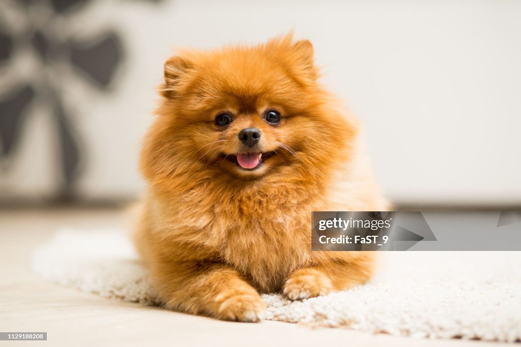 Dog breed Pomeranian Spitz red color lies on the carpet