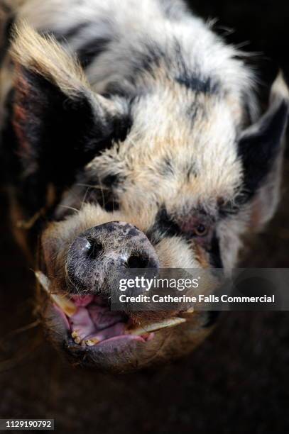 ugly pig - animal nose foto e immagini stock