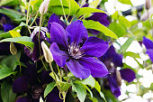 Clematis purple close-up in nature