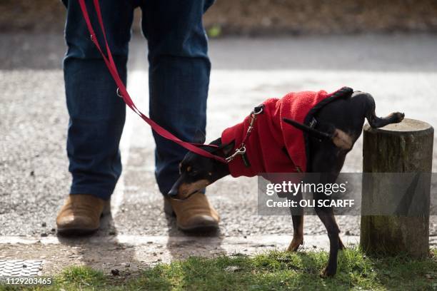 An English toy terrier urinates against a post on arrival to attend the second day of the Crufts dog show at the National Exhibition Centre in...
