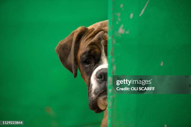 Boxer dog looks out from its pen on the second day of the Crufts dog show at the National Exhibition Centre in Birmingham, central England, on March...