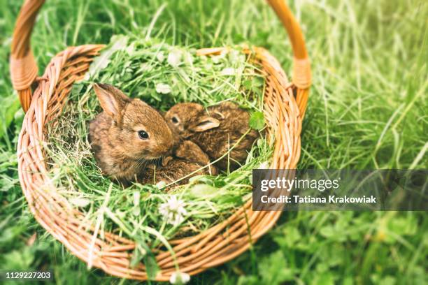 three young rabbits in a basket - easter rabbit stock pictures, royalty-free photos & images