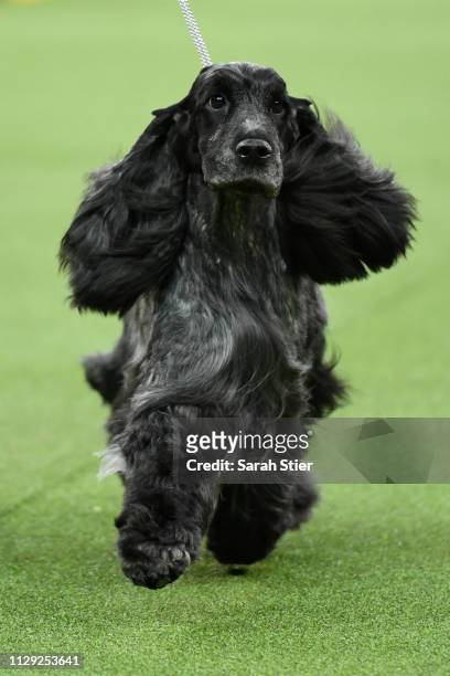 The English Cocker Spaniel 'Savannah' competes during Sporting Group judging at the 143rd Westminster Kennel Club Dog Show at Madison Square Garden...