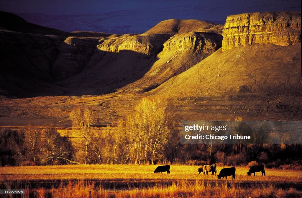 Cattle graze in the splendor of Wyoming's Shell Canyon, at the edge ...