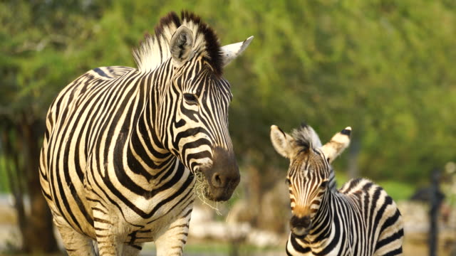 7,263 Zebra Videos and HD Footage - Getty Images