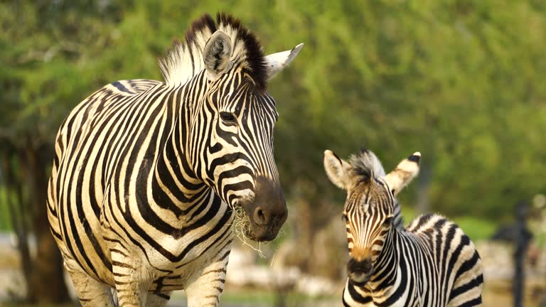 7,263 Zebra Videos and HD Footage - Getty Images 7,263 Zebra Videos and HD Footage - Getty Images